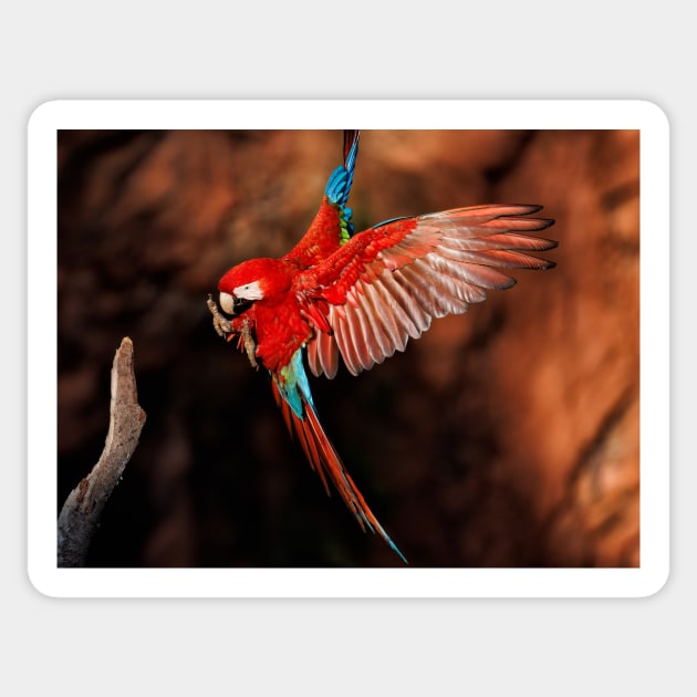 Red-and-green Macaw Sticker by GrahamPrentice